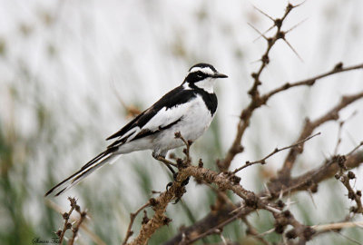 20140723_1620-African-Pied-Wagtail.JPG