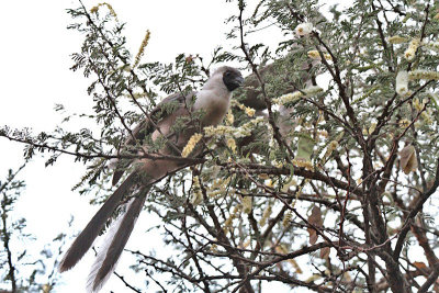 20140723_1636-Bare-faced-Go-away-Bird.jpg