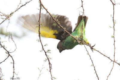 20140724_1678-Brown-Parrot.JPG