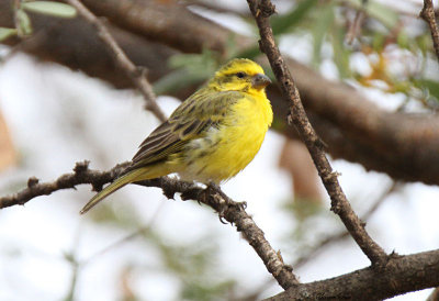 20140724_1684-Yellow-fronted-Canary.JPG