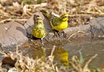 20140724_1686-Yellow-fronted-Canary.jpg