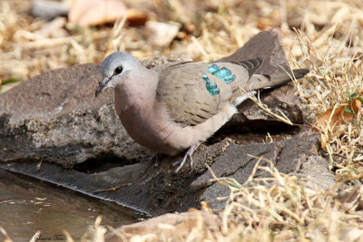 20140724_1690-Emerald-spotted-Wood-Dove.JPG