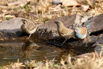 20140724_1692-Cordon-bleu.JPG