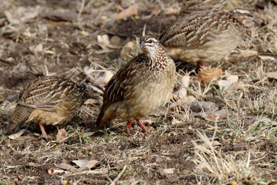 20140724_1696-Crested-Francolin.JPG