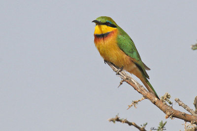 20140724_1706-Little-Bee-eater.jpg
