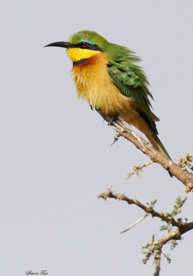 20140724_1708-Little-Bee-eater.JPG