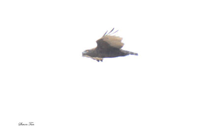 20140724_1710-id_Brown-Snake-Eagle_.JPG