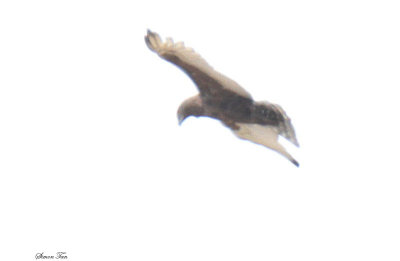 20140724_1712-id_Brown-Snake-Eagle_.JPG