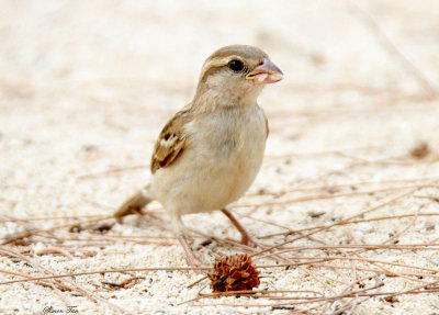20140725_1732-House-Sparrow.JPG