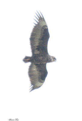 20140726_1766-id.JPG