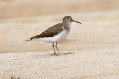 20140726_1770-Common-Sandpiper.JPG