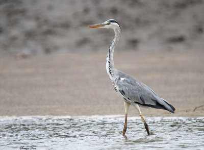 20140726_1790-Grey-Heron.JPG