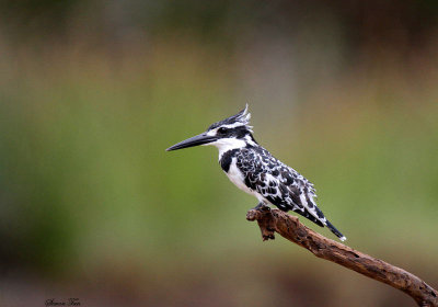 20140726_1792-Pied-Kingfisher.JPG