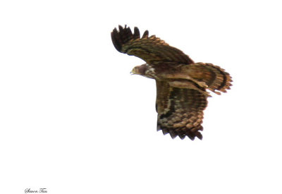 20140726_1812-African-Harrier-Hawk_.JPG