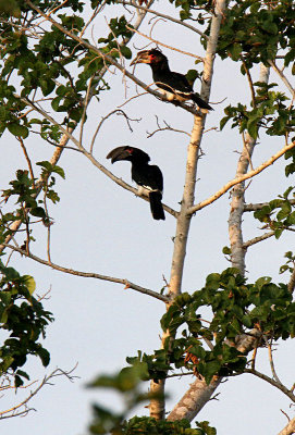 20140726_1834-Trumpeter-Hornbill.JPG