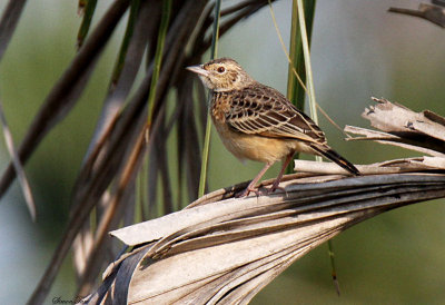 20140727_1862-id.JPG