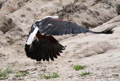 20140727_1882-Fish-Eagle.JPG