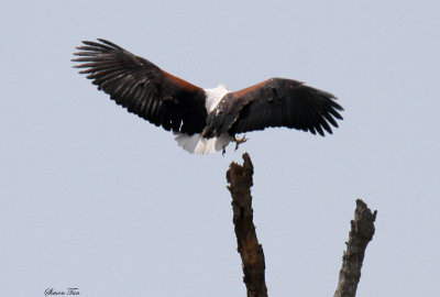 20140727_1884-Fish-Eagle.JPG