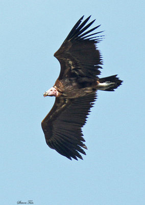 g9/33/583933/3/158836740.3Lln7Fxp.jpg