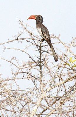 20140728_1930-Crowned-Hornbill.JPG