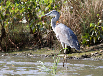 20140728_1952-Grey-Heron.JPG