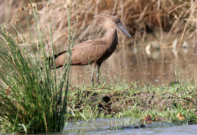 20140728_1954-Hamerkop.JPG