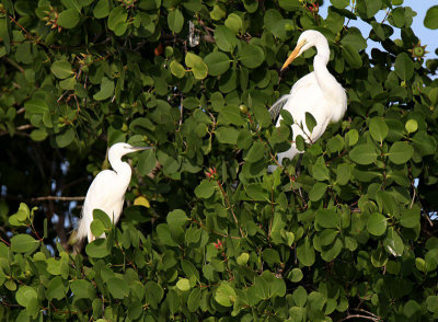 20140728_1974-Little-Great_Egrets.JPG