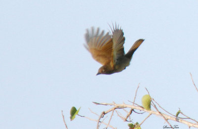 20140728_1998-Zanzibar-Sombre-Greenbul_.JPG