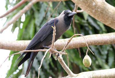 20140729_2016-House-Crow.JPG