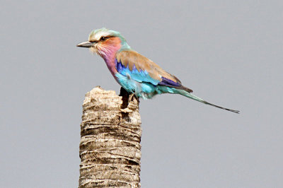 North East Tanzania Birds