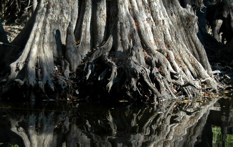 Bald Cypress trunk, Edisto River