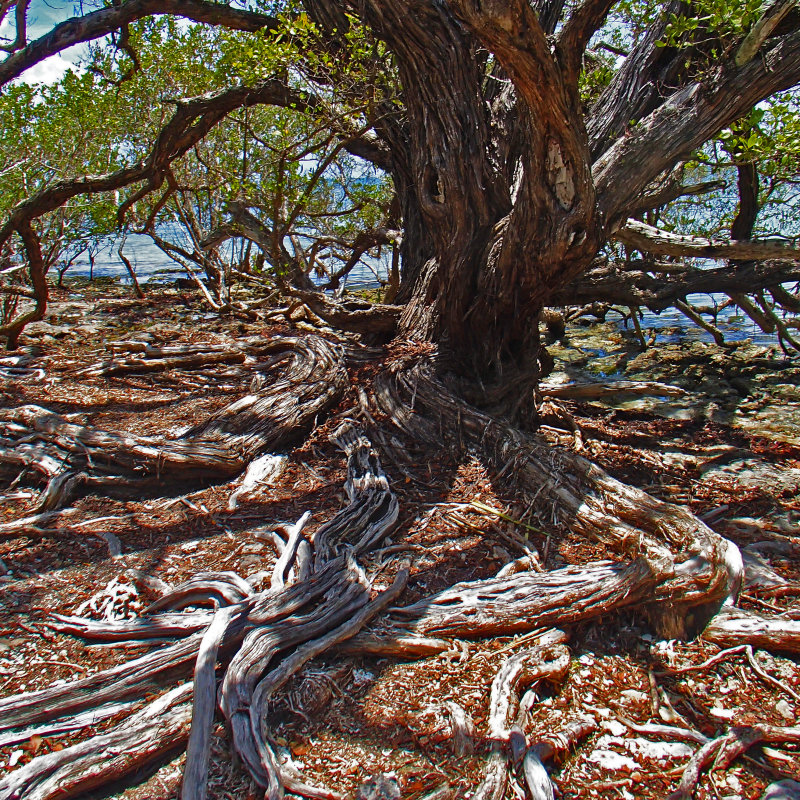 Indian Island Key, near Islamorada, Florida