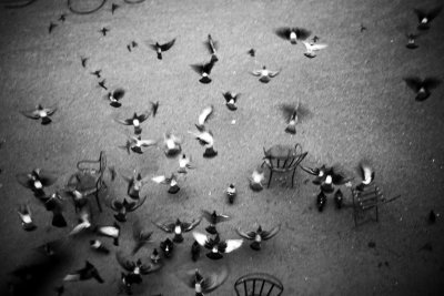 pigeons in the Tuilleries