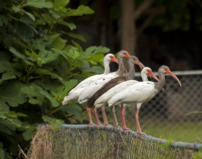 Mature and immature White Ibis