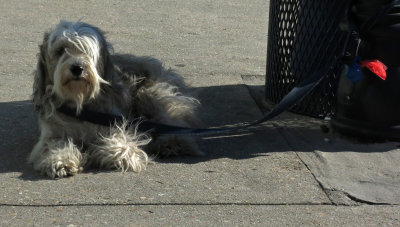 Dogs at the Taste of Folly Celebration