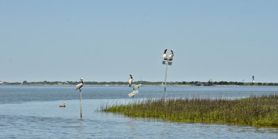 pelicans on Clark's Sound between James Island and Morris Island