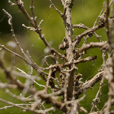 close up of a dead bonsai