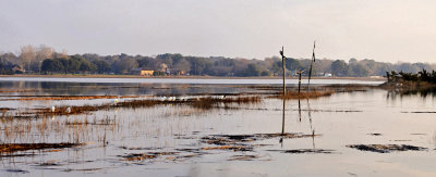 High tide with birds on Clarks Sound