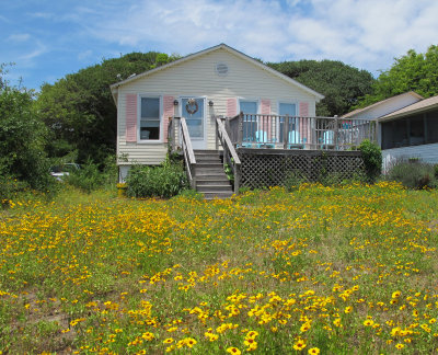 wildflowers