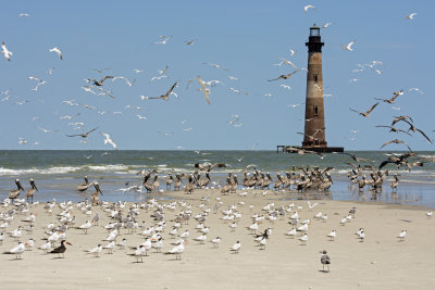 Sandbar with birds