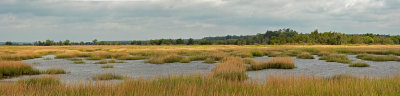 ACE marsh pano 1-a-small.jpg