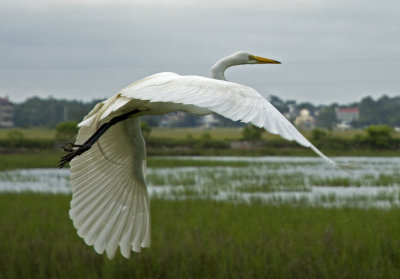White heron takes flight