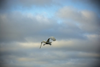 White heron takes flight
