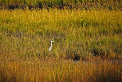 Great white heron in fall spartina