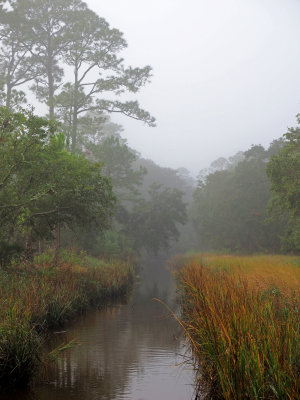 River and marsh views with fog