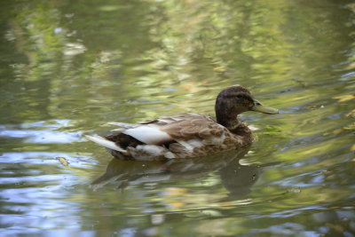 DSC_0729.JPG