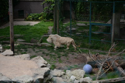 DSC_0785.JPG