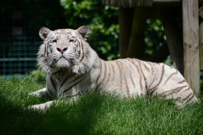 DSC_0877.JPG