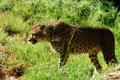 Cheetah  3.pb.JPG