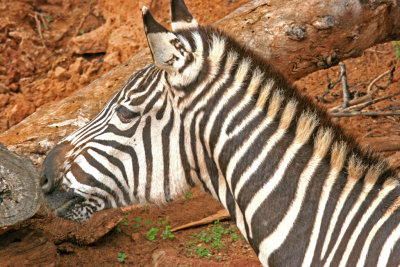 Grants Zebra.pb.JPG